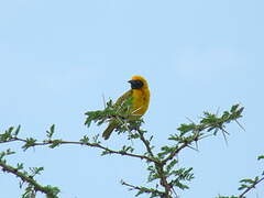 Speke's Weaver