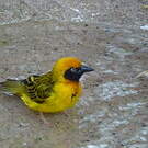 Tisserin de Speke