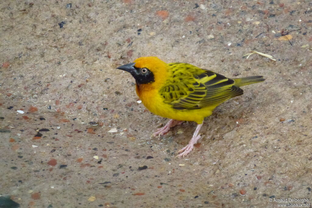 Speke's Weaver