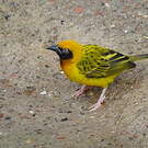Tisserin de Speke