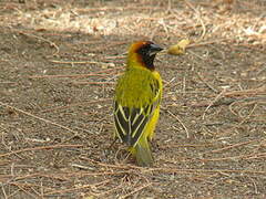 Northern Masked Weaver