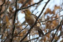 Red-headed Weaver