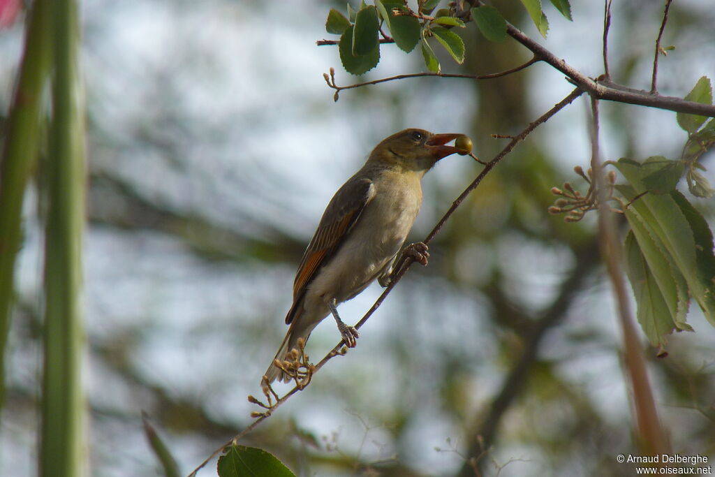 Red-headed Weaver female