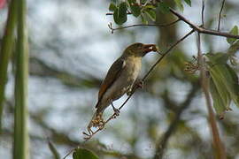 Red-headed Weaver