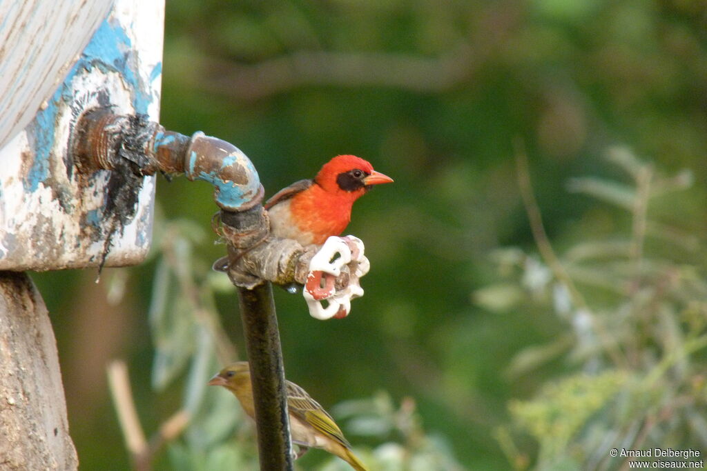 Red-headed Weaver male