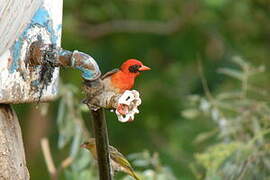 Red-headed Weaver