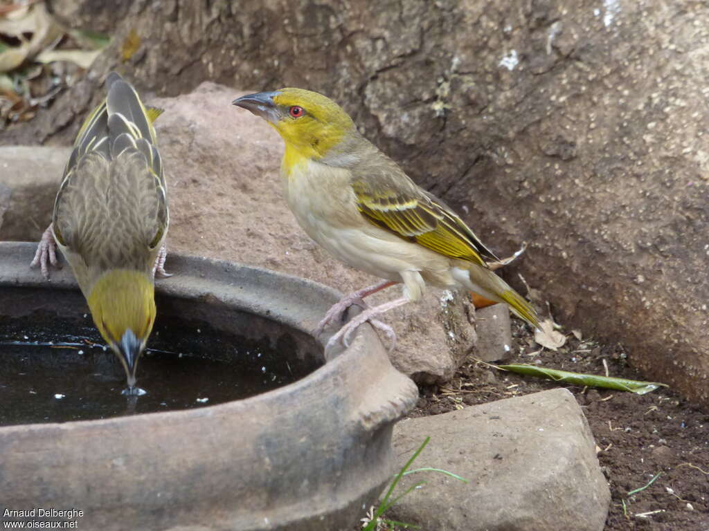 Village Weaver female adult breeding, identification