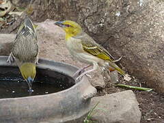 Village Weaver