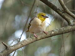 Village Weaver