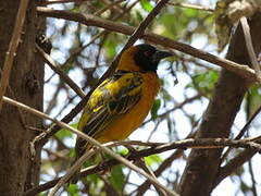 Village Weaver