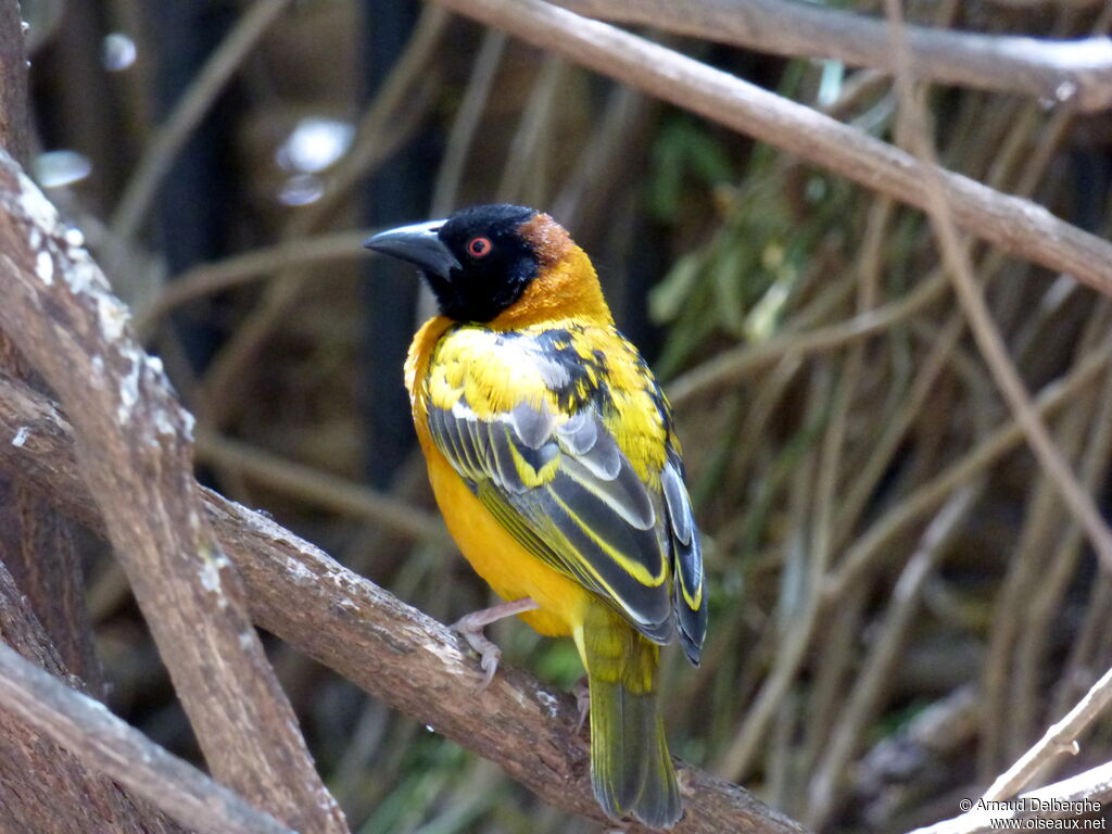 Tisserin gendarme