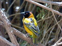 Village Weaver