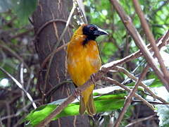 Village Weaver