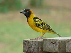 Village Weaver