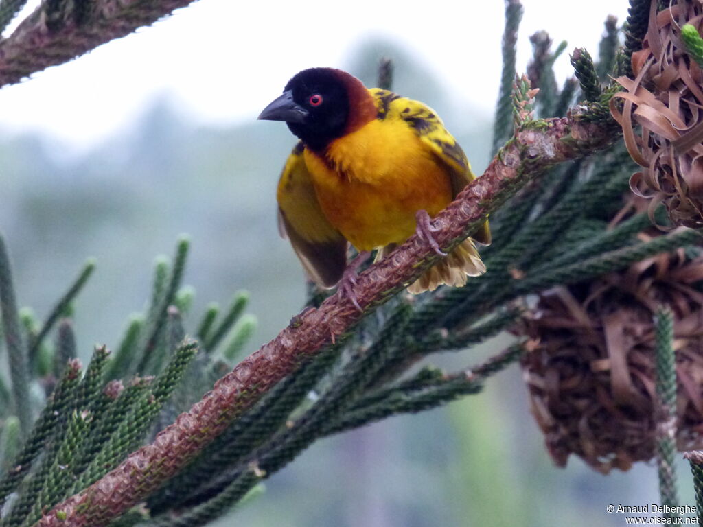 Village Weaver