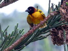 Village Weaver