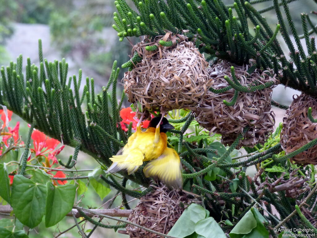 Village Weaver