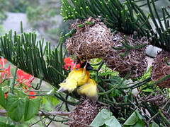 Village Weaver