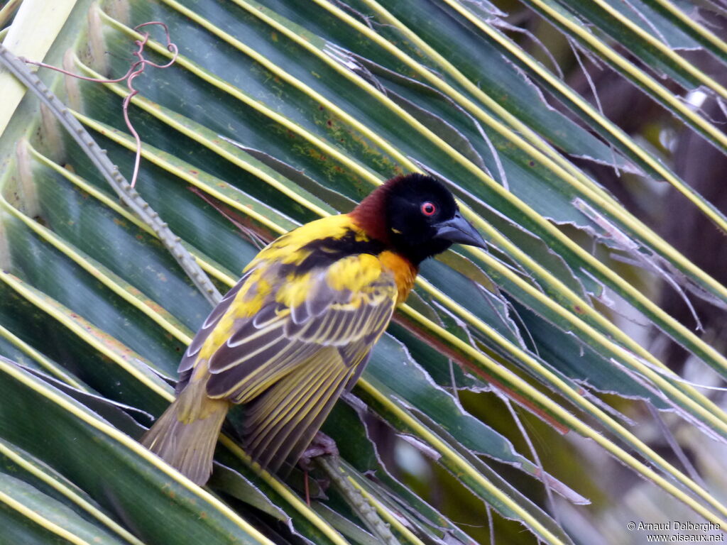 Village Weaver