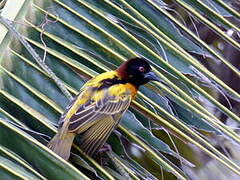 Village Weaver