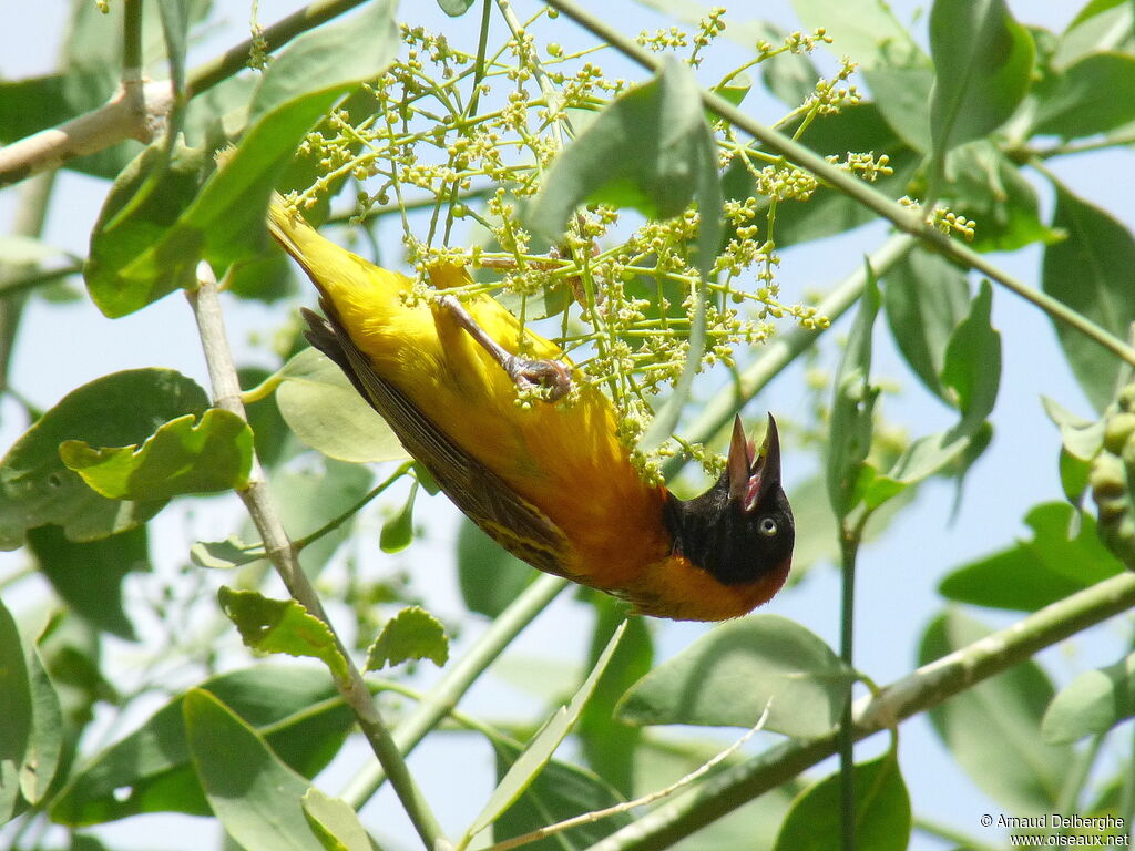 Lesser Masked Weaver