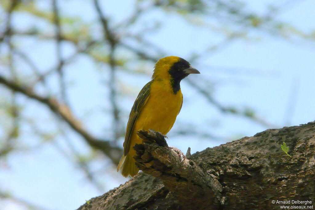 Little Weaver