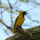 Tisserin minule