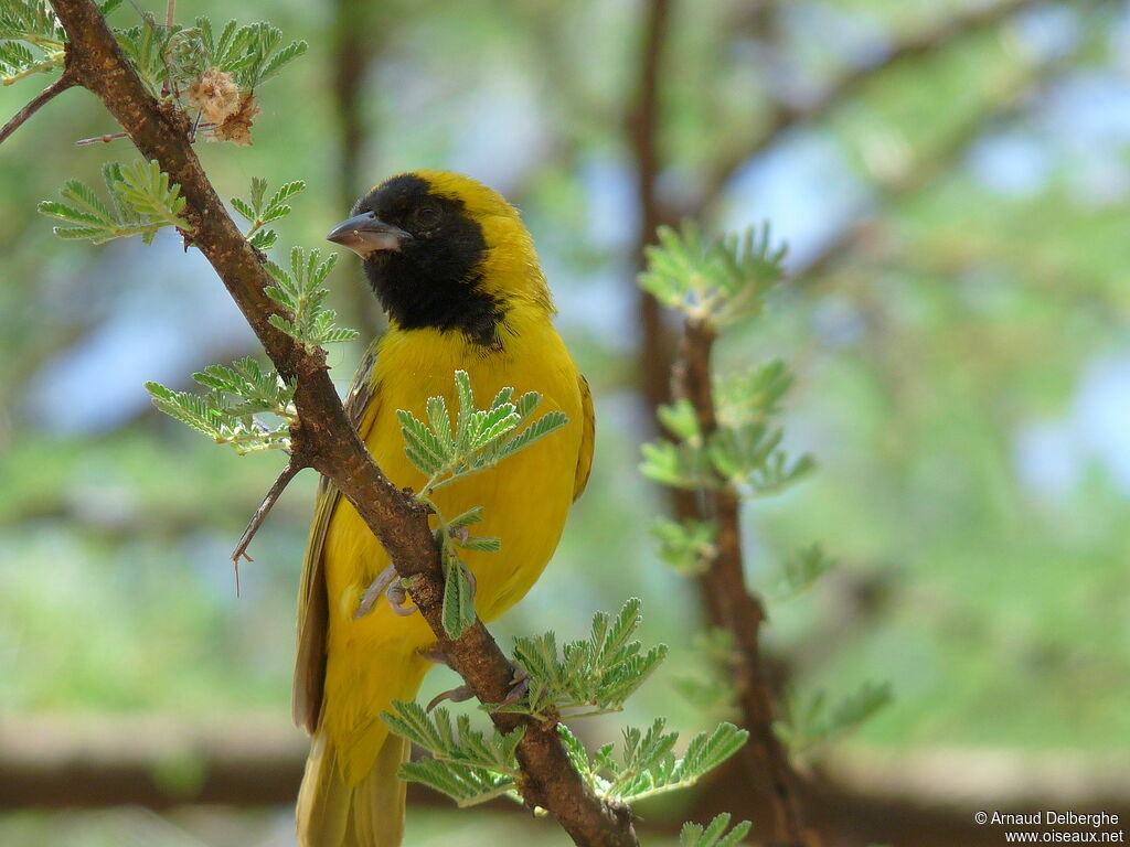 Little Weaver