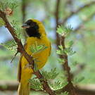 Tisserin minule