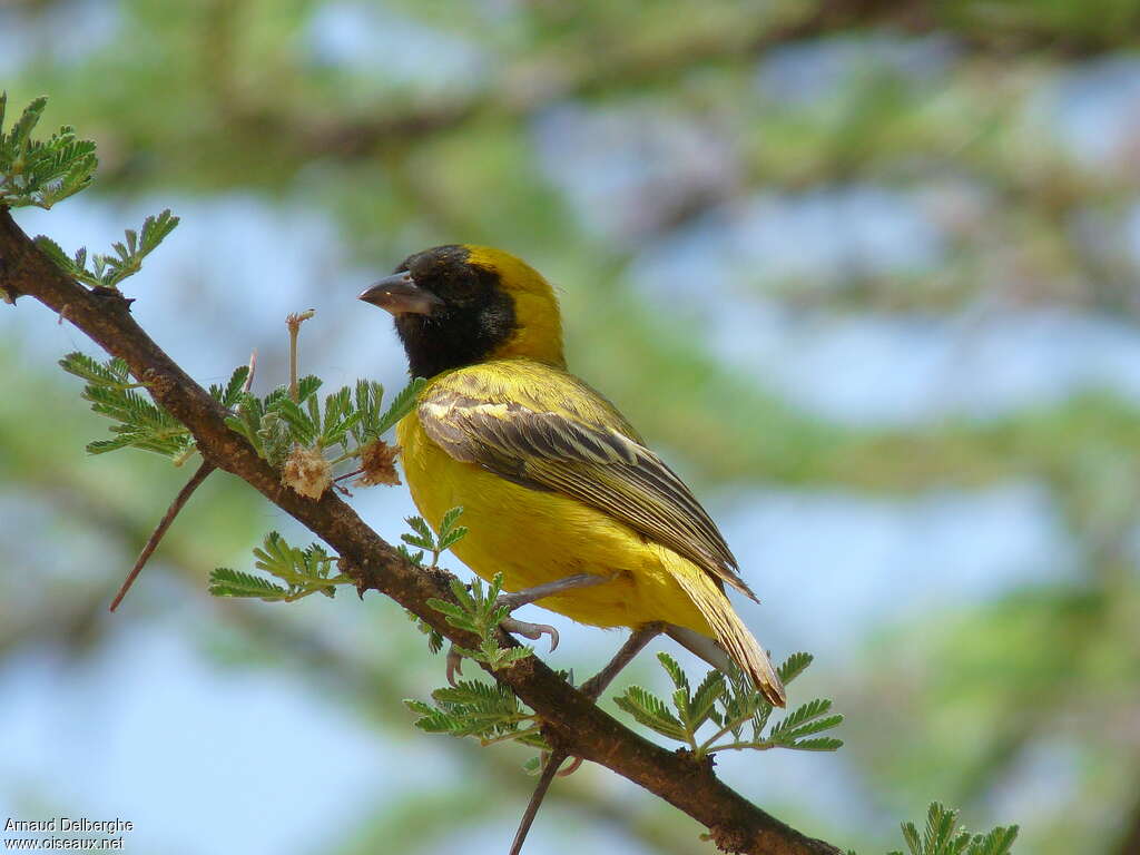 Little Weaver male adult breeding, habitat, pigmentation