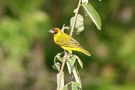 Vitelline Masked Weaver