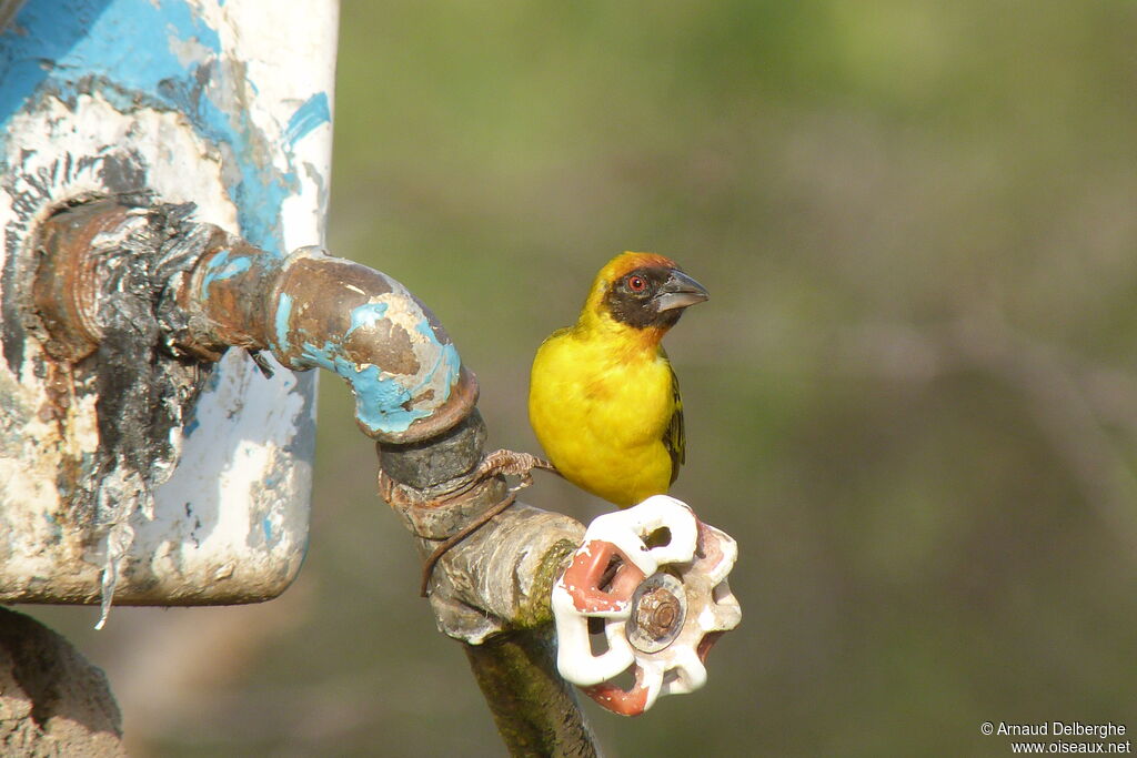 Vitelline Masked Weaver