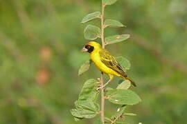 Vitelline Masked Weaver