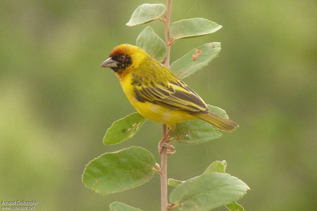 Vitelline Masked Weaver male adult transition, identification