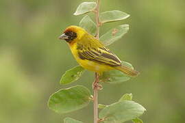 Vitelline Masked Weaver