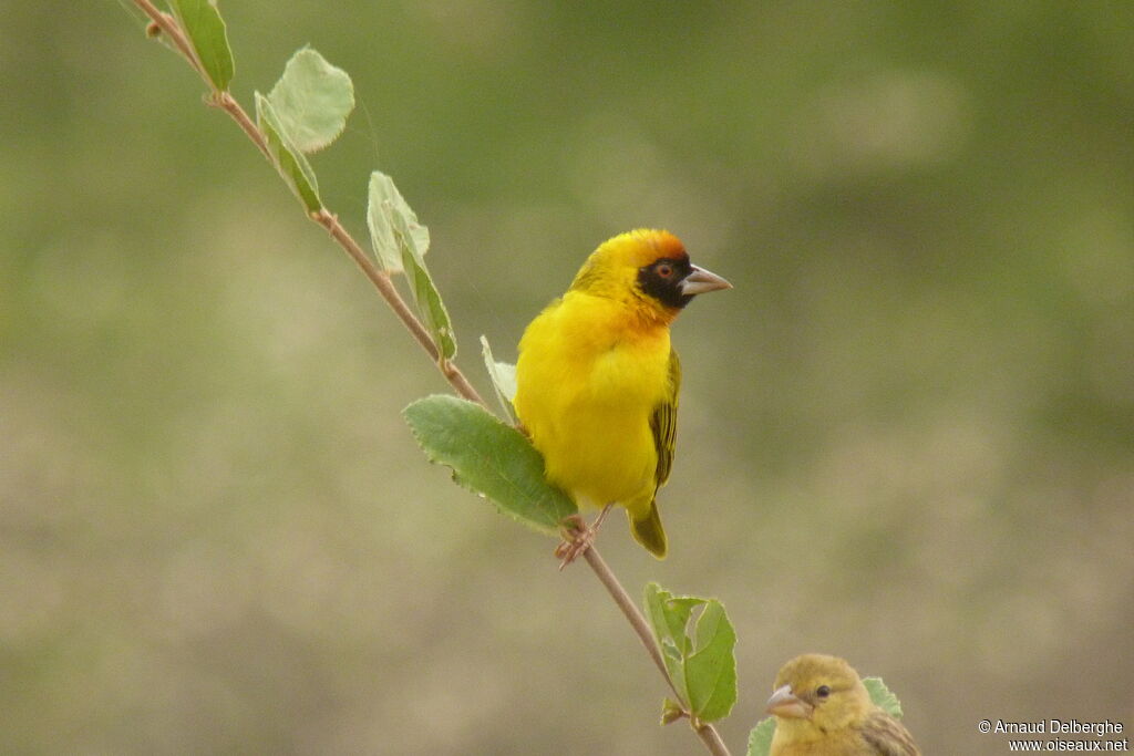 Vitelline Masked Weaver