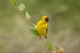 Vitelline Masked Weaver