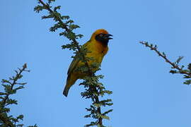 Vitelline Masked Weaver