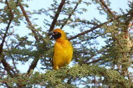 Vitelline Masked Weaver