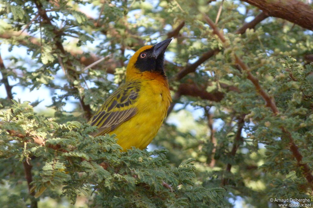 Vitelline Masked Weaver