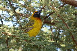 Vitelline Masked Weaver