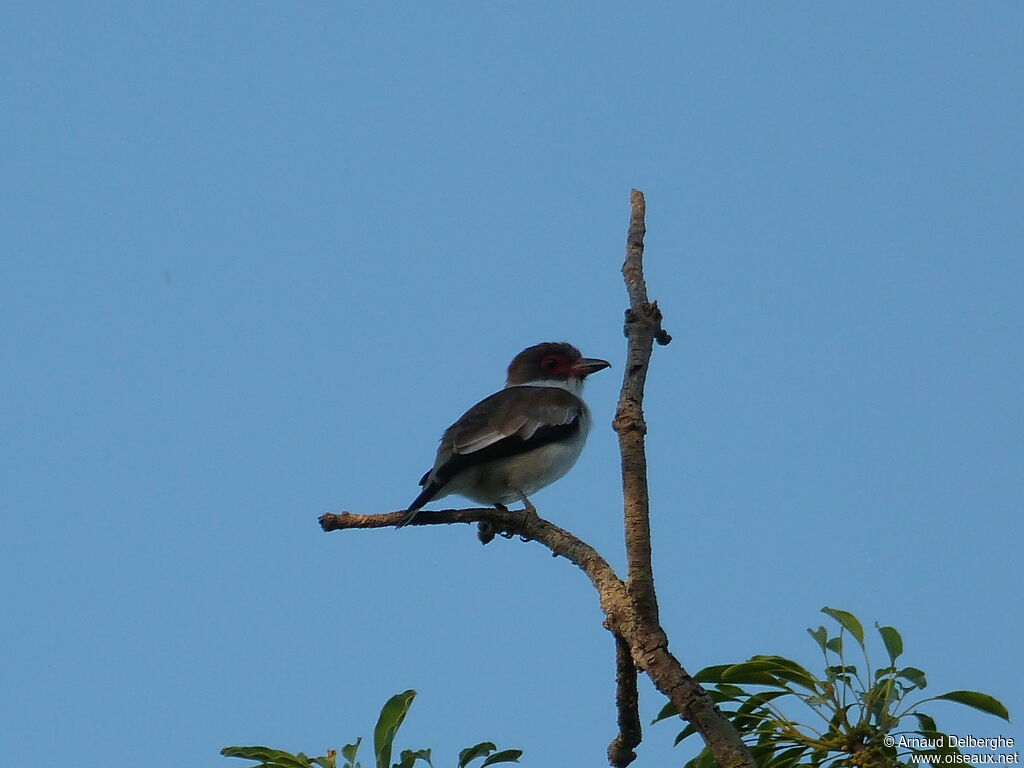 Masked Tityra