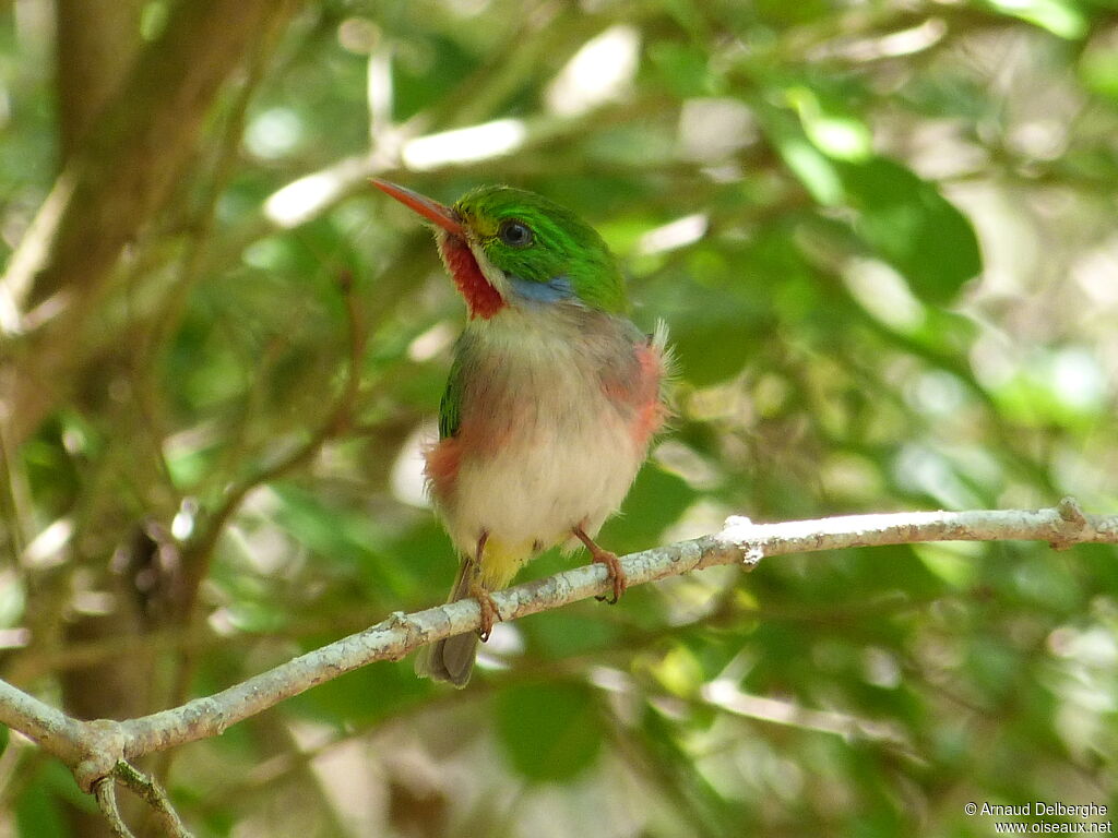 Cuban Tody