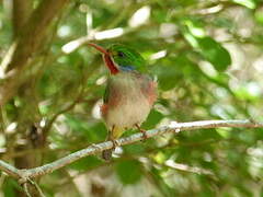 Cuban Tody