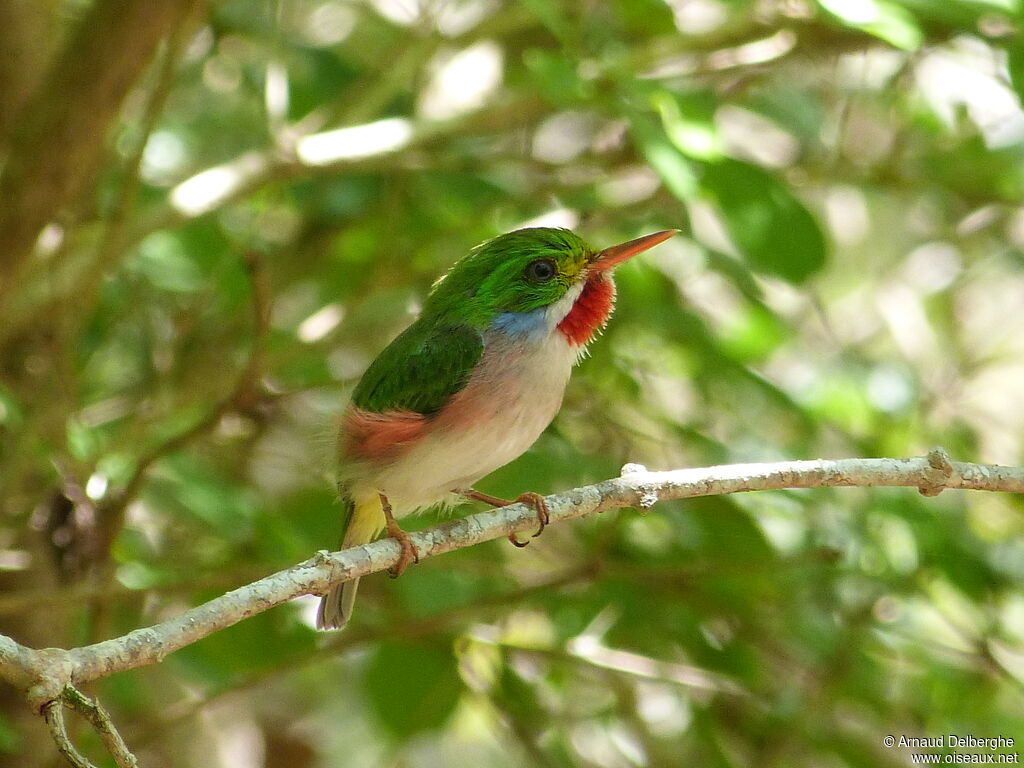 Cuban Tody