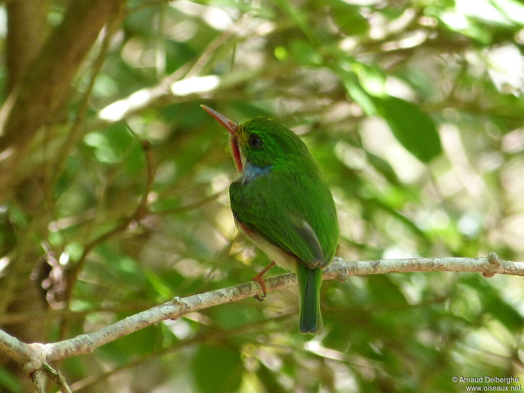 Cuban Tody