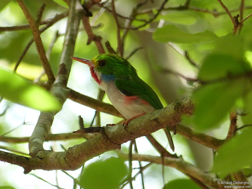 Cuban Tody