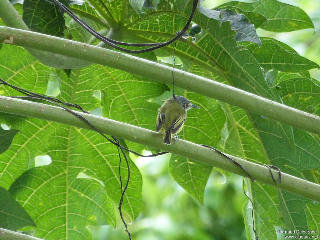 Spotted Tody-Flycatcher