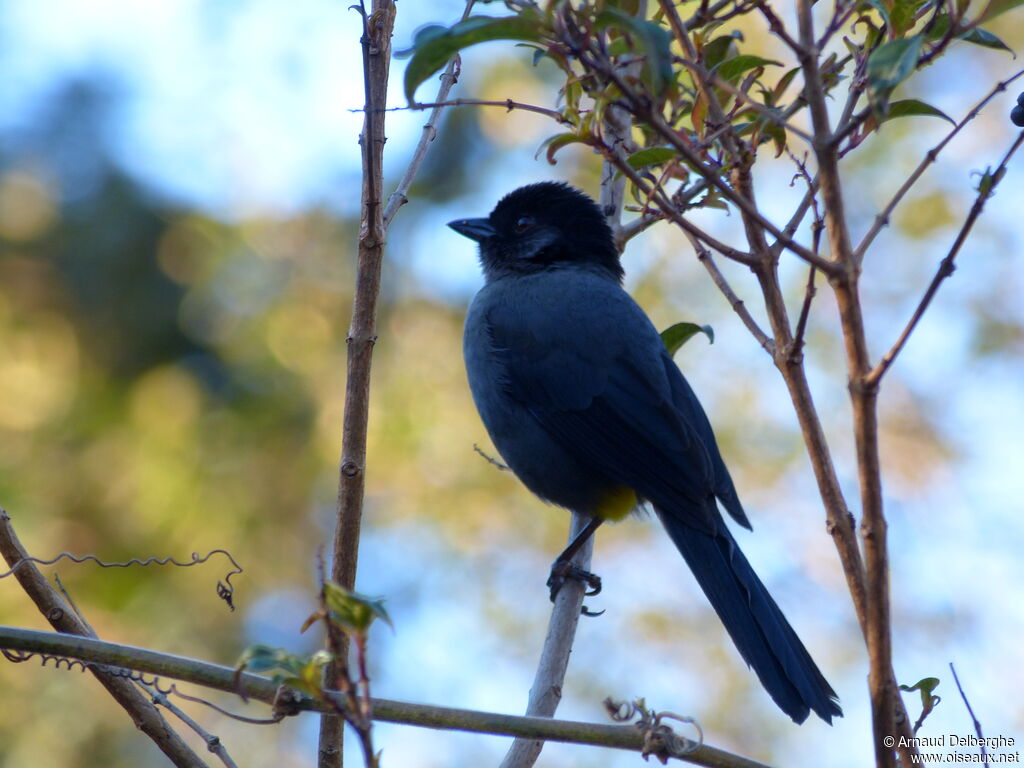 Yellow-thighed Brushfinch