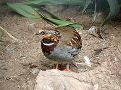 White-necklaced Partridge